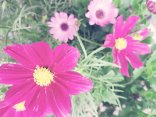 4 Pink und rosafarbene Blumen